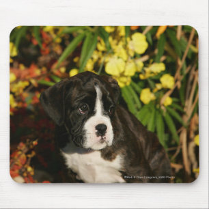 Boxer Puppies Mouse Mat