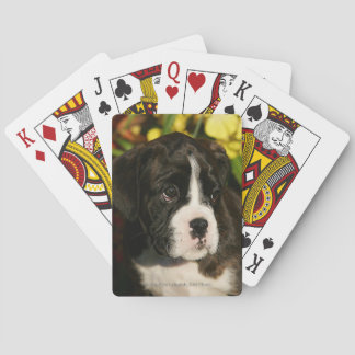 Boxer Puppies Playing Cards