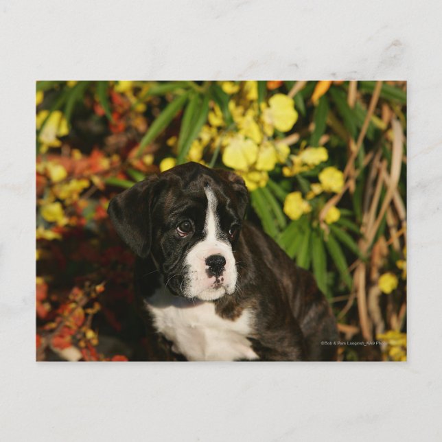 Boxer Puppies Postcard (Front)