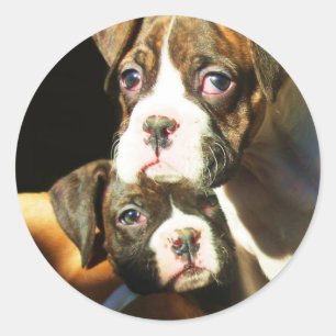 Boxer puppies stickers