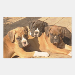 Boxer puppies stickers