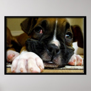 Boxer Puppy canvas print