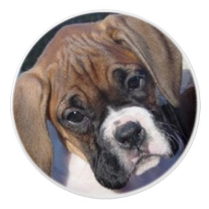 Boxer puppy  drawer knob