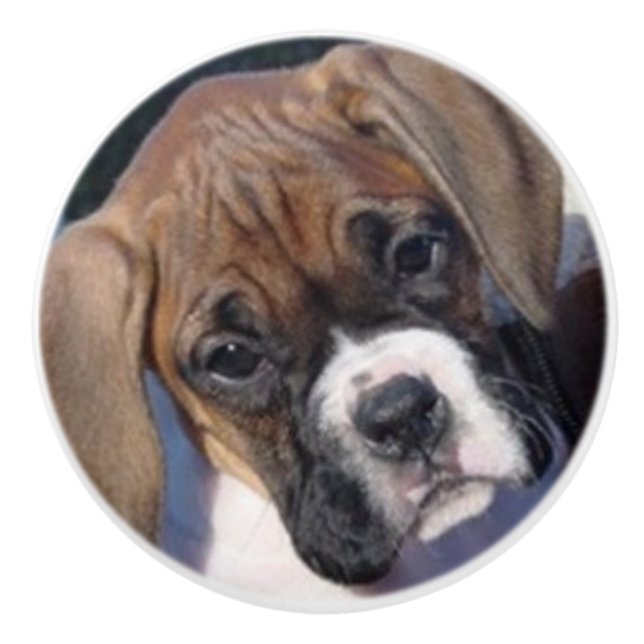 Boxer puppy  drawer knob (Front)
