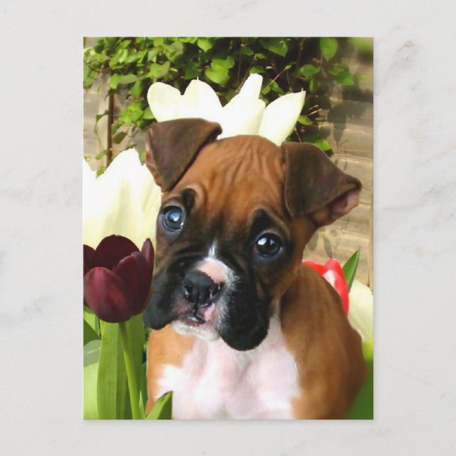 Boxer puppy in tulips postcard (Front)
