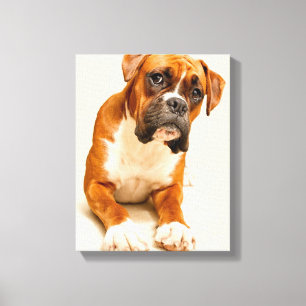 Boxer puppy on ivory cream backdrop. canvas print