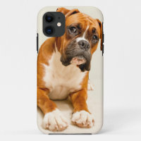 Boxer puppy on ivory cream backdrop.