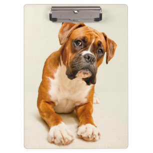 Boxer puppy on ivory cream backdrop. clipboard