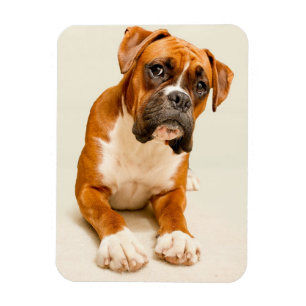 Boxer puppy on ivory cream backdrop. magnet