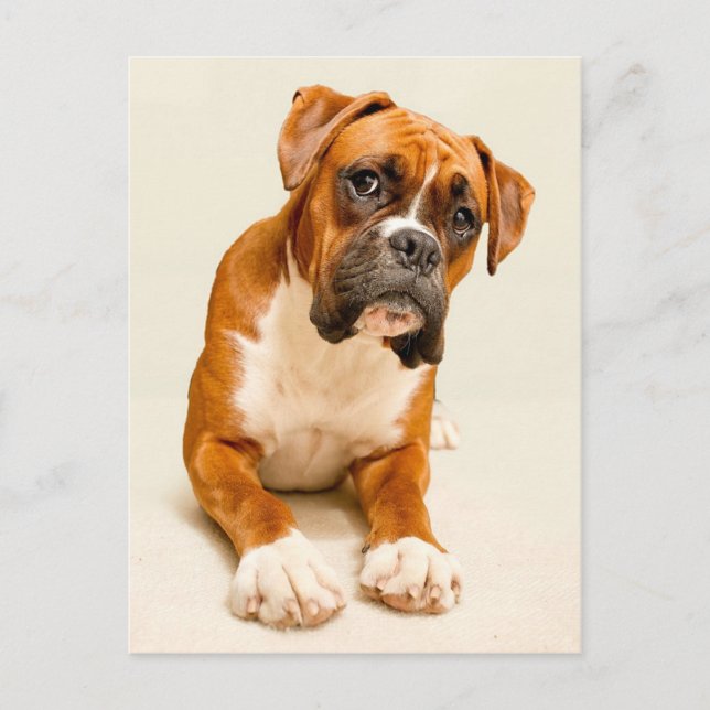 Boxer puppy on ivory cream backdrop. postcard (Front)