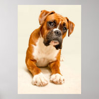 Boxer puppy on ivory cream backdrop.