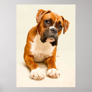 Boxer puppy on ivory cream backdrop. poster