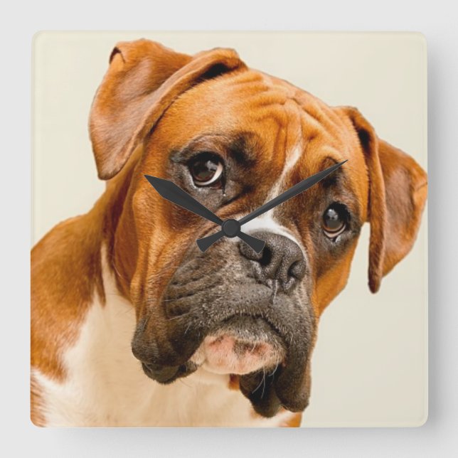 Boxer puppy on ivory cream backdrop. square wall clock (Front)