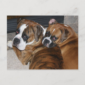 Boxer Puppy Postcard
