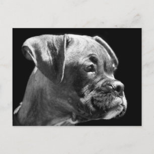 Boxer puppy postcard