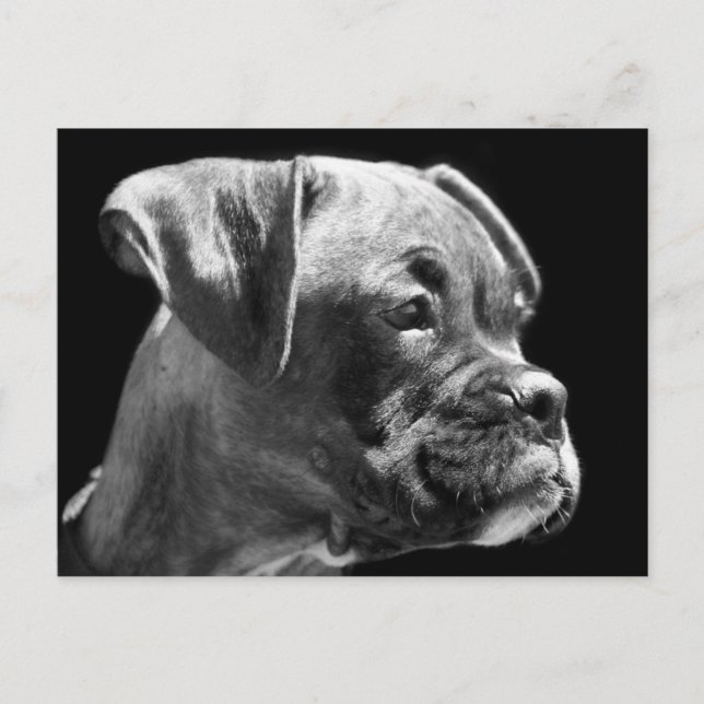 Boxer puppy postcard (Front)