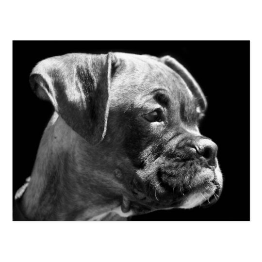 Boxer puppy postcard