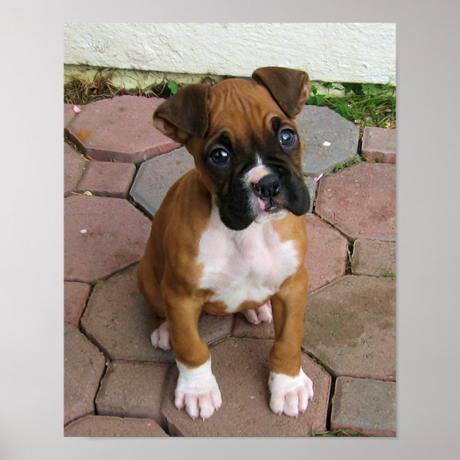 Boxer puppy poster (Front)