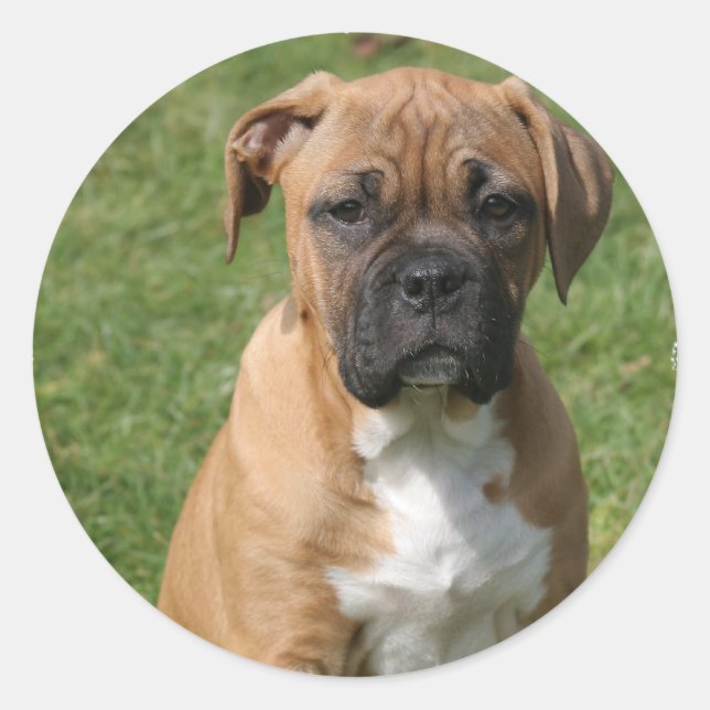 Boxer Puppy Sticker (Front)