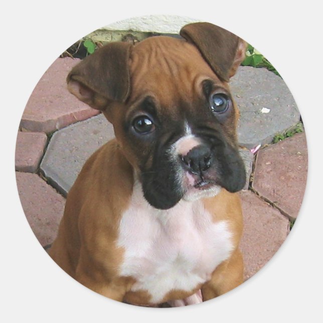 Boxer Puppy stickers (Front)