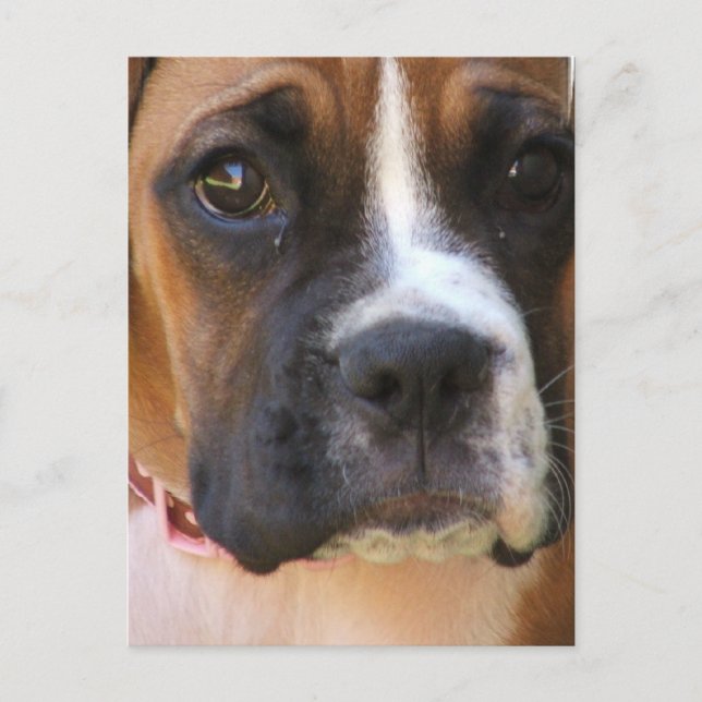 Boxer Rescue Postcard (Front)