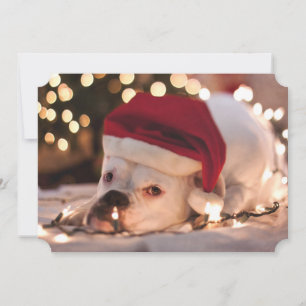 Boxer Santa Holiday Card