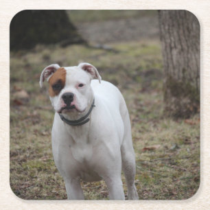 Boxer square paper coaster