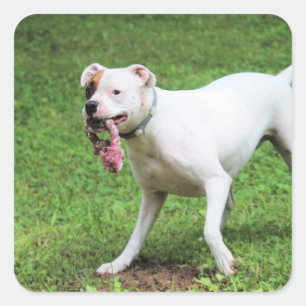 Boxer   square sticker