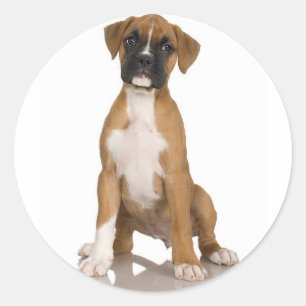 Boxer Sticker