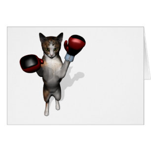 Boxer Tabby