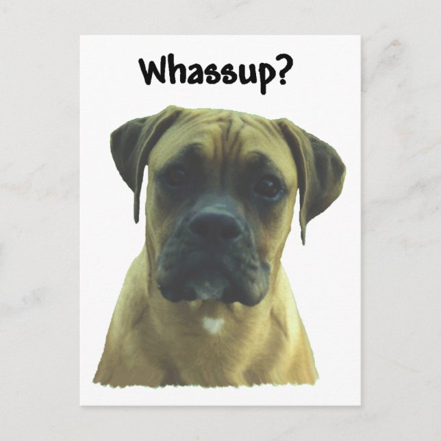 Boxer:  Whassup? Postcard (Front)