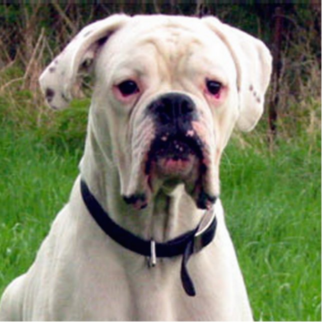 Boxer white photo sculpture key ring (Front)