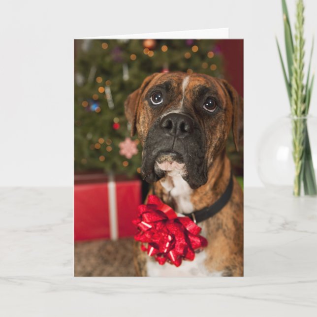Boxer with bow on neck holiday card (Front)