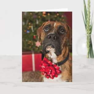 Boxer with bow on neck holiday card