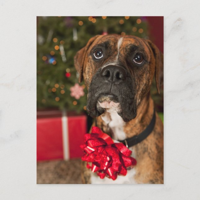 Boxer with bow on neck postcard (Front)