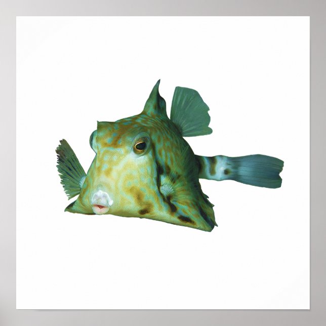 Boxfish - Abstract Design - Cut out of a photo | Poster (Front)