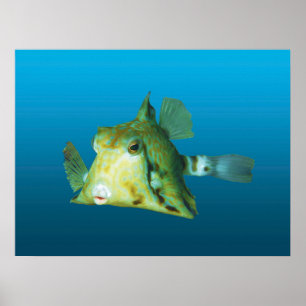 Boxfish Close-up! Gradient blue background Poster