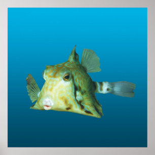 Boxfish Close-up! Gradient blue background    Poster
