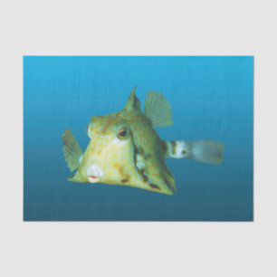 Boxfish Close-up! Gradient blue background    Tissue Paper