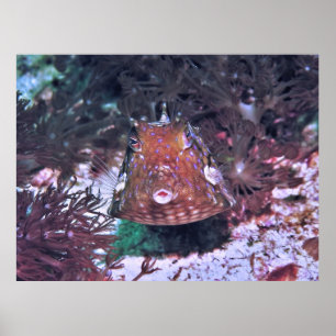 Boxfish in Komodo Poster