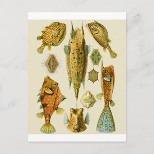 Boxfish or Cowfish Postcard