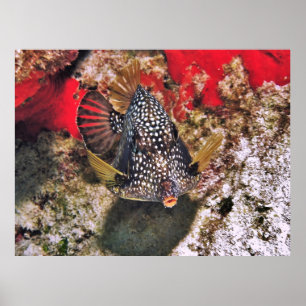 Boxfish Portrait Poster