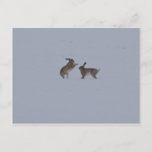 Boxing hares postcard