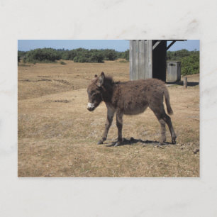 Boy donkey foal postcard