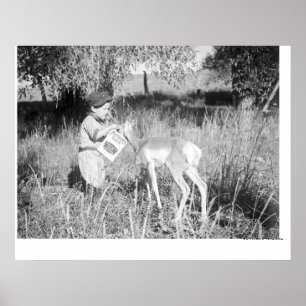 Boy feeding antelope poster