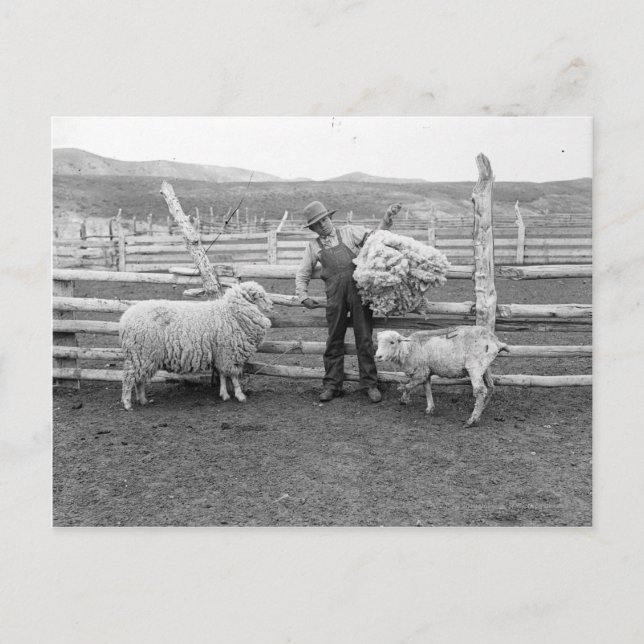 Boy holding up a bundle of wool postcard (Front)