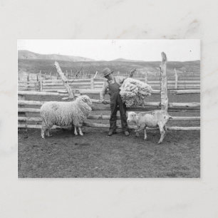Boy holding up a bundle of wool postcard