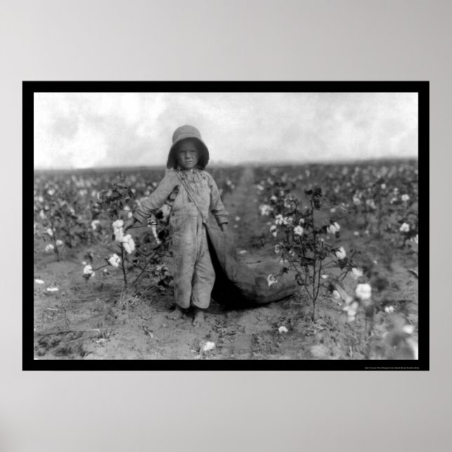 Boy Picking Cotton in Comanche, OK 1916 Poster (Front)