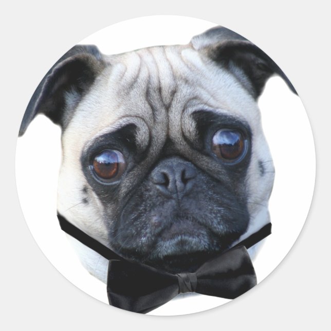 Boy Pug stickers (Front)