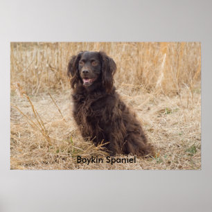 Boykin Spaniel Poster